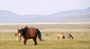 Mustangs-de-la-reserva